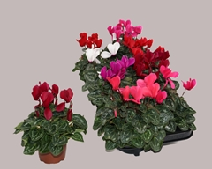 Cyclamen Super Serie Allure 10Ø 23cm