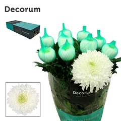 Chrysanth Single Magnum 70cm 110gr.