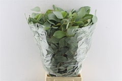 Eucalyptus Polyanthemos Per Bunch 70cm 300gr.