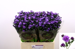 Aster Astee Dark Milka 60cm 15gr.