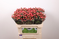 Hypericum Sisu Flirt 70cm
