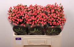 Hypericum Sisu Flirt 50cm