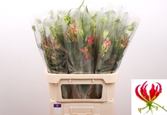 Gloriosa Fifty Shades 80cm