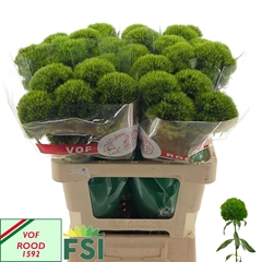 Dianthus Barb Green Charm 60cm