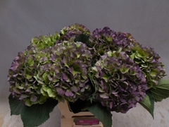 Hydrangea Verena Blue Classic 60cm 21-23cm Hd
