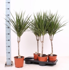 Dracaena 17Ø 115cm