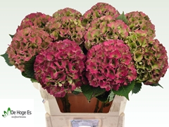 Hydrangea Royal Palace Classic 70cm 20-22cm Hd