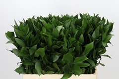 Ruscus Hypophyllum 60cm