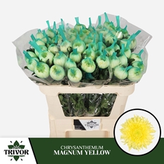 Chrysanth Single Magnum Yellow 70cm 70gr.