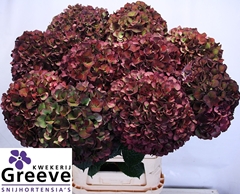 Hydrangea Ruby Glow Classic 90cm 23-25cm Hd