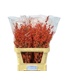 Ilex Verticillata Magical Daydream 80cm