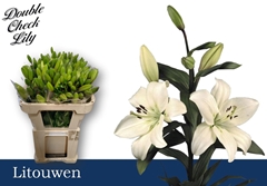 Lily La Litouwen 75cm 2+