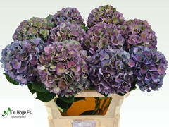 Hydrangea Royal Crown Classic 80cm 19-21cm Hd
