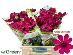 Cosmos Atrosanguineus Black Beauty 40cm