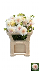 Dahlia Cafe Au Lait Supreme 75cm