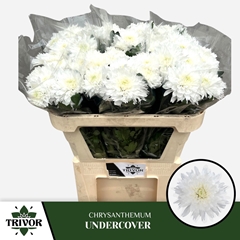 Chrysanth Single Undercover 70cm 60gr.