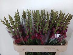 Antirrhinum Antibes Red 75cm