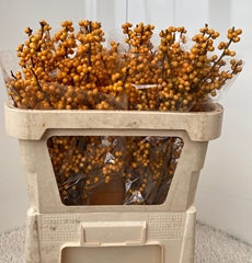 Ilex Verticillata Golden Verboom 70cm