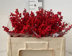 Ilex Verticillata 50cm