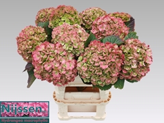 Hydrangea Adora Classic 80cm 20-22cm Hd