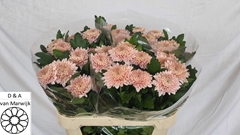 Chrysanth Single Marielle 75cm 70gr.