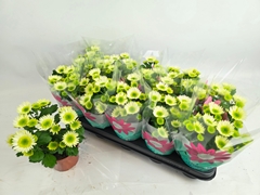 Chrysanth Splash Meadow 12Ø 23cm