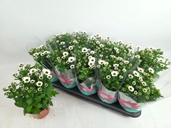 Chrysanth Bright Day 12Ø 28cm