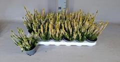 Calluna Beauty Ladies Mix 9Ø 20cm