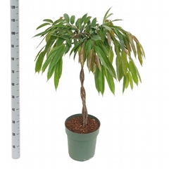 Ficus Amstel King 27Ø 120cm