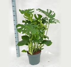 Monstera Deliciosa 30Ø 110cm
