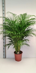 Dypsis Lutescens 27Ø 130cm