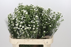 Aster Paquita 80cm 40gr.