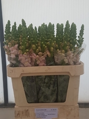Antirrhinum Cool Pink 80cm