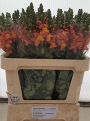 Antirrhinum Cool Orange 80cm