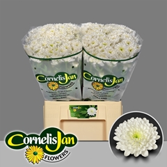 Chrysanth Spray Altaj 65cm 50gr.