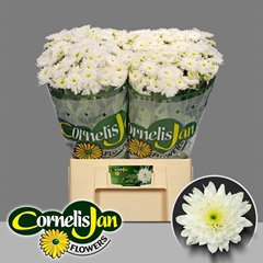 Chrysanth Spray Euro 65cm 50gr.