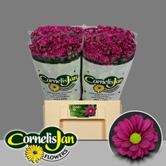 Chrysanth Spray Randall 65cm 50gr.