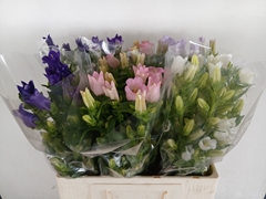 Campanula Medium Mix 60cm
