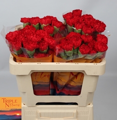 Dianthus Single Sparta+ 45cm