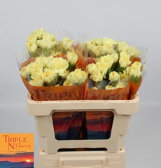 Dianthus Single Hermes 45cm
