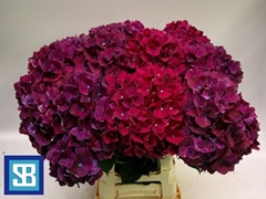 Hydrangea Pink Ruby 70cm 19-21cm Hd