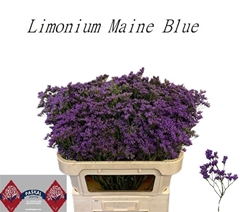 Limonium Maine Blue 75cm 30gr.
