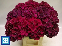 Hydrangea Pink Ruby 60cm 17-19cm Hd