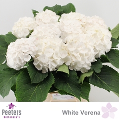 Hydrangea White Verena 60cm 15-17cm Hd