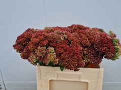 Sedum Spectabile 50cm
