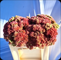 Sedum Spectabile 45cm
