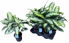 Aglaonema Jubilee 14Ø 40cm