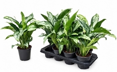 Aglaonema Green Lady 14Ø 40cm