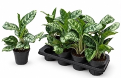 Aglaonema Amazon Silver 14Ø 40cm
