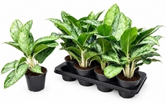 Aglao Cinto Queen 14Ø 40cm